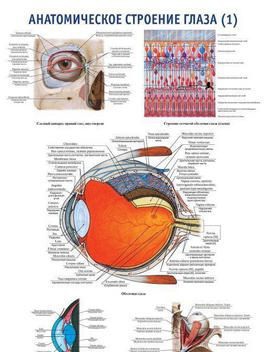 0003 Плакат 600х900 мм. Анатомическое строение органа зрения (1) (русский/латынь)