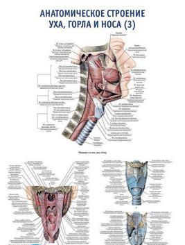 0009 Плакат 600х900 мм. Анатомическое строение уха, горла и носа (3) (русский/латынь)