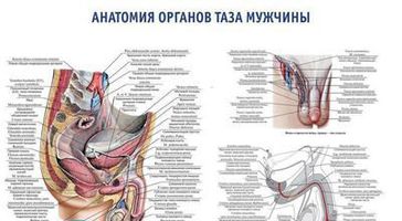 0024 Плакат 600х900 мм. Анатомия органов таза мужчины (русский/латынь)