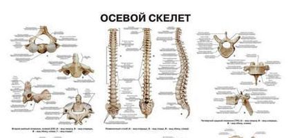 0016 Плакат 600Х900 мм. Осевой скелет (русский/латынь)
