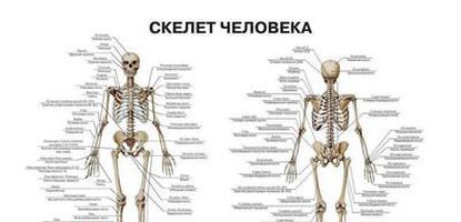 0047 Плакат 600х900мм. Скелет человека (русский/латынь)
