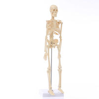 A010 Модель скелета человека 45см