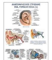 0001 Плакат 600х900 мм. Анатомическое строение уха, горла и носа (1) (русский/латынь)