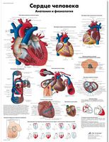 ZVR 6334 L Плакат Сердце человека , анатомия и физиология,  рус. яз., ламиниров. (Германия)