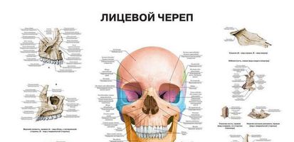 0042 Плакат 600х900 мм. Лицевой череп (русский/латынь)