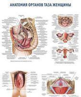0023 Плакат 600х900 мм. Анатомия органов таза женщины (русский/латынь)